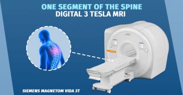 Magnetic resonance imaging of one segment of the spine