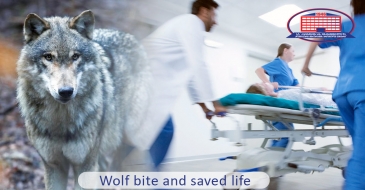 Patient bitten by a wolf feels well and was discharged from the clinic