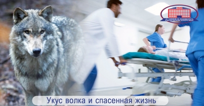 Покусанный волком пациент чувствует себя хорошо и выписался из клиники